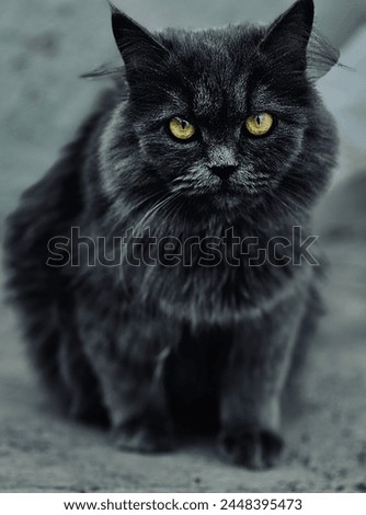 Persian black cat with yellow eyes