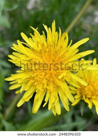 Yellow flower. Yellow color spring flower. Close-up Flower picture