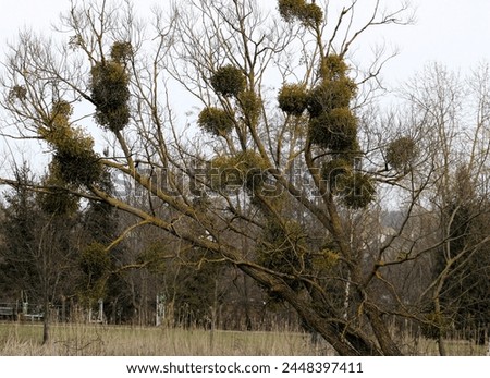 an old tree richly overgrown with parasitic mistletoe in the spring