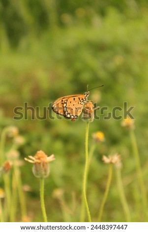 picture of butterfly on a flower