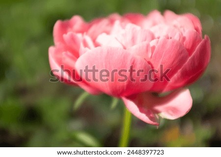 Pink peony, side view. Flower large bud for publication, design, poster, calendar, post, screensaver, wallpaper, cover, website. High quality photography