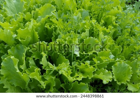 Background from green lettuce leaves. Young leaf vegetables growing. Salad plant and fennel for poster, calendar, post, screensaver, wallpaper, postcard, banner, website. High quality photography