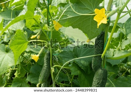 Blooming cucumber plant with cucumbers in greenhouse. Vegetable growing background for publication, poster, calendar, post, screensaver, wallpaper, cover, website. High quality photography