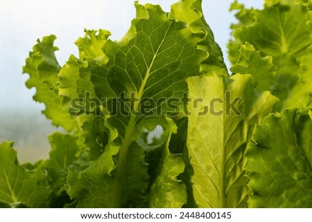 Background from fresh green lettuce leaves. Raw green leaf vegetables. Salad plant for poster, calendar, post, screensaver, wallpaper, postcard, banner, cover, website. High quality photography