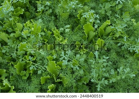 Background from growing greenery, top view. Green lettuce leaves for publication, poster, calendar, post, screensaver, wallpaper, cover, website. High quality photography