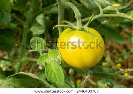 Close-up ripening one yellow tomato on the tomato plant for publication, poster, calendar, post, screensaver, wallpaper, cover, website. High quality photography