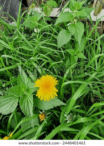Dandelion blossom close-up.  Greenery in the background. Grass blades. Bicolour photos. Minimalistic approach.  Spring scene.  Pollen and honey bees. Yellow flower head and petals. Herbaceous plant.
