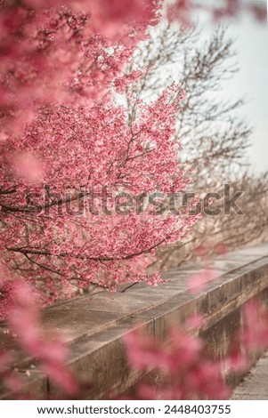 A pastel and bright pink branch of a plum tree blooms in the spring.