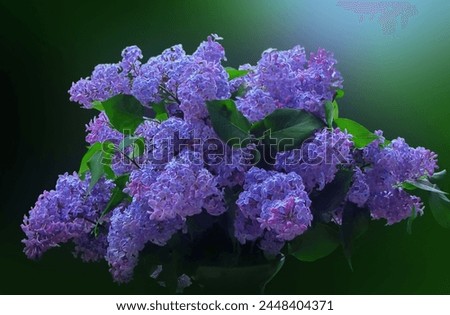 -  beautiful bouquet of blue lilacs in spring                               