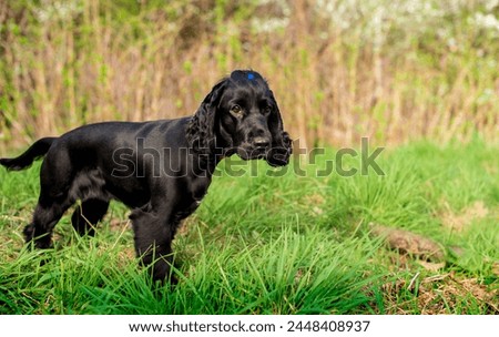 Black spaniel stands sideways in green grass. The dog is one year old. The dog has a collar and a tied tail on its head. Hunter. The photo is blurred