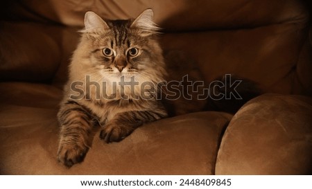 A front view picture of an alert brown house cat sitting on a velvety tan couch.