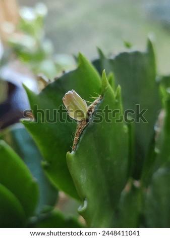 Close-up of new zygocactus leaf Royalty-Free Stock Photo #2448411041