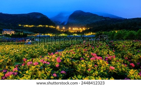 A co-existing  scenery of hydrangea and calla lily fields at a cloudy dawn during the season transition from spring to summer in Zhuzihu (Bamboo Lake in Chinese), Yangmingshan of Taipei City, Taiwan. Royalty-Free Stock Photo #2448412323