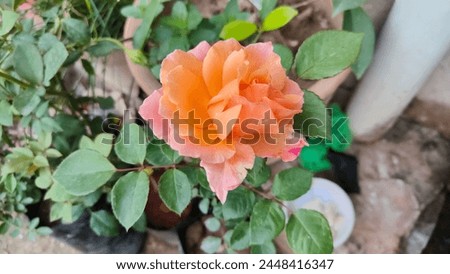 "Hybrid Yellow Rose Exquisite Floral Beauty"
"Vibrant hybrid yellow rose (Rosa Chinensis) for your design projects. 🌼"