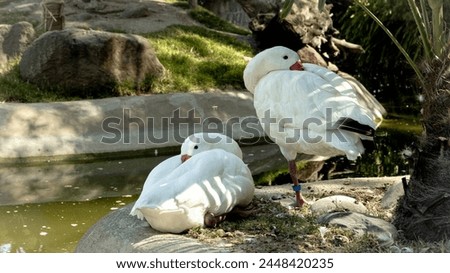 a pair of white ducks are attentive to their surroundings while resting under the shade of a palm tree next to their lagoon