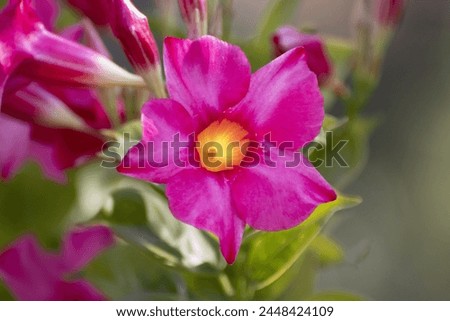 Mandevilla blossoms add colorful charm to garden photography collections