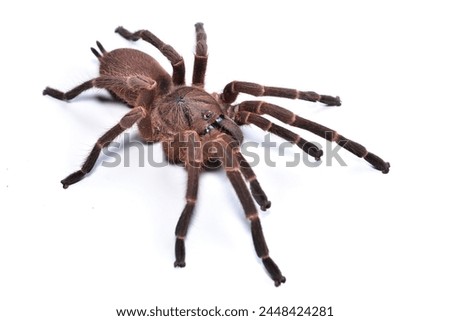 Closeup picture of the brown tarantula Phlogiellus obscurus from Borneo, photographed on white background.