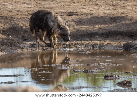A brown hyena drinks from a waterhole in the Kalahari desert in Botswana