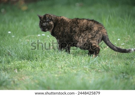 Cat in garden, close up