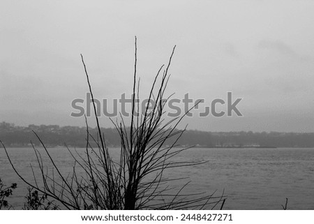 Black and white photo of a tree, lake in winter cold weather, dark mood.