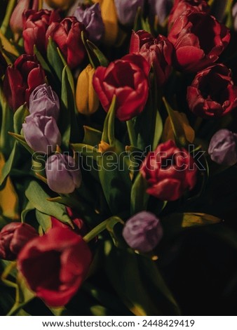 bouquet of fresh colorful tulips close up