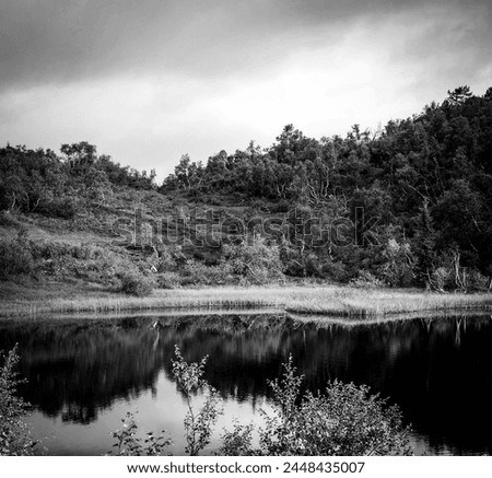 lagoon of a beautiful lake in black and white colors texture and natural background surrounded by plants and trees