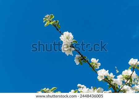 Branch of a white blossoming apple tree running diagonally into the picture, illuminated by the sun, with a blue cloudless sky in the background
