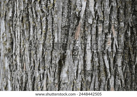 Basswood Brown Tree Bark Close Up Macro with Moss on Tree Flaky Texture Background Royalty-Free Stock Photo #2448442505