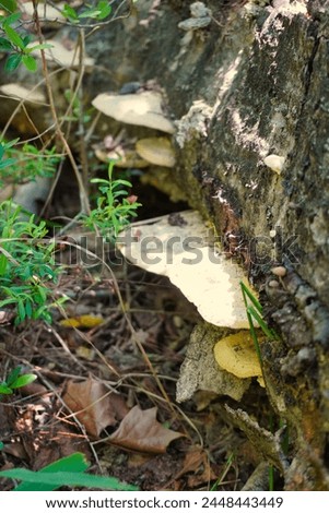 This is a picture of a mushrooms, growing on the side of a fallen log, within the forest.
