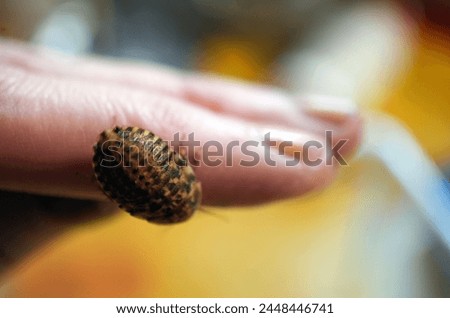dubia roach crawling on person's hand