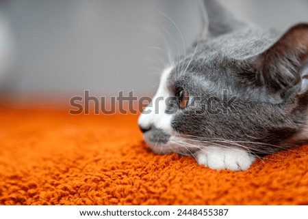 Cute gray white cat on orange plaid. Pet warms under a blanket in cold winter weather. a gray and white cat sleeping under a blanket. Pets friendly and care concept. domestic cat on sofa Royalty-Free Stock Photo #2448455387