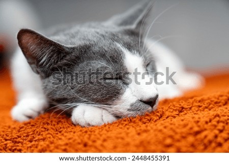 Cute gray white cat on orange plaid. Pet warms under a blanket in cold winter weather. a gray and white cat sleeping under a blanket. Pets friendly and care concept. domestic cat on sofa Royalty-Free Stock Photo #2448455391