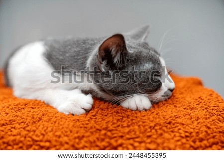 Cute gray white cat on orange plaid. Pet warms under a blanket in cold winter weather. a gray and white cat sleeping under a blanket. Pets friendly and care concept. domestic cat on sofa Royalty-Free Stock Photo #2448455395