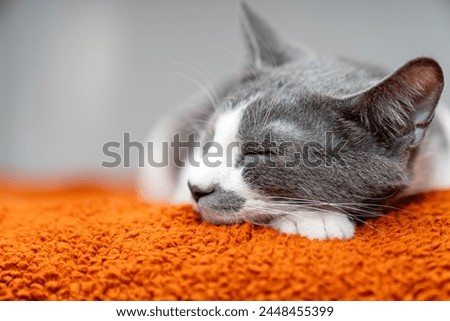 Cute gray white cat on orange plaid. Pet warms under a blanket in cold winter weather. a gray and white cat sleeping under a blanket. Pets friendly and care concept. domestic cat on sofa Royalty-Free Stock Photo #2448455399