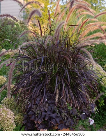 Prefect magic hour light falling Eloquent purple fountain grass, pennisetum rubrum.  Long lasting lush foliage  provides design elements  and easy care for a suburban gardener. 
 Royalty-Free Stock Photo #2448456305
