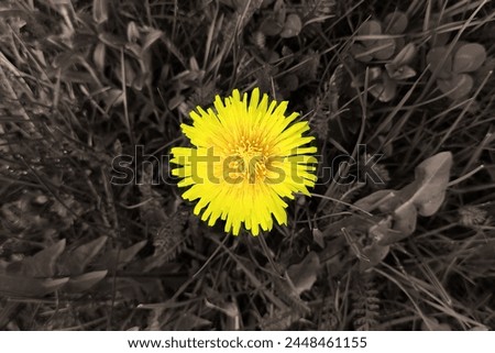 Blooming dandelion in grass, yellow flower and grey grass and leaves, spring view, outdoor, natural background for text