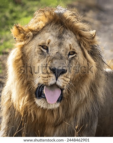 Pictures of a beautiful lion lying on the ground and showing its tongue with a beautiful background.
