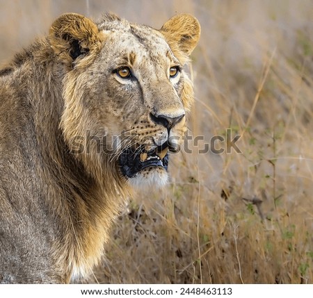 A picture of a beautiful lion standing in the middle of yellow grass with a yellow blurred background.