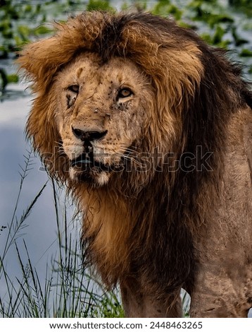 A picture of an angry lion looking at the camera with a sharp look with a blurred background.