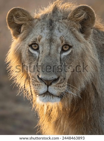 A picture of a beautiful lion looking at the camera with an intense gaze with a blurred yellow background.