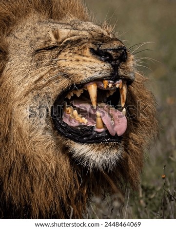 A picture of a beautiful adult lion laughing with a beautiful blurred background.