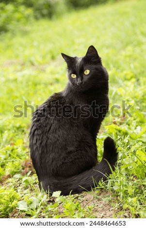Beautiful bombay black cat portrait with yellow eyes and attentive look in green grass in spring summer nature