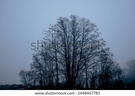 On a foggy evening at sunset, stands a majestic, sprawling tree, its natural woody beauty stretching into the dusky sky. Royalty-Free Stock Photo #2448467785