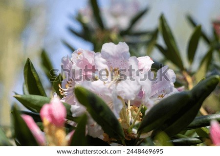 Pacific rhododendron (Rhododendron macrophyllum), blooming time at the rhododendron  Royalty-Free Stock Photo #2448469695