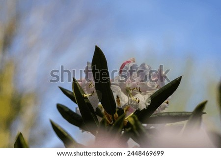 Pacific rhododendron (Rhododendron macrophyllum), blooming time at the rhododendron  Royalty-Free Stock Photo #2448469699
