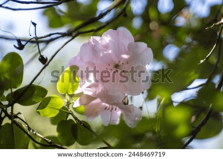 Pacific rhododendron (Rhododendron macrophyllum), blooming time at the rhododendron  Royalty-Free Stock Photo #2448469719