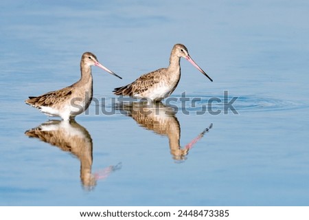 TWO GODWIT SHORE BORDS IN WATER REFLECTION