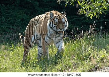 A picture of a huge Bengal tiger standing in a forest with a green blurred background