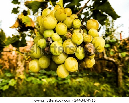 Photo Picture of a Beautiful Grape Fruit Vineyard Ready to Produce Wine