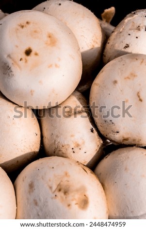 Photo Picture of Fresh White Mushroom Food Texture Background